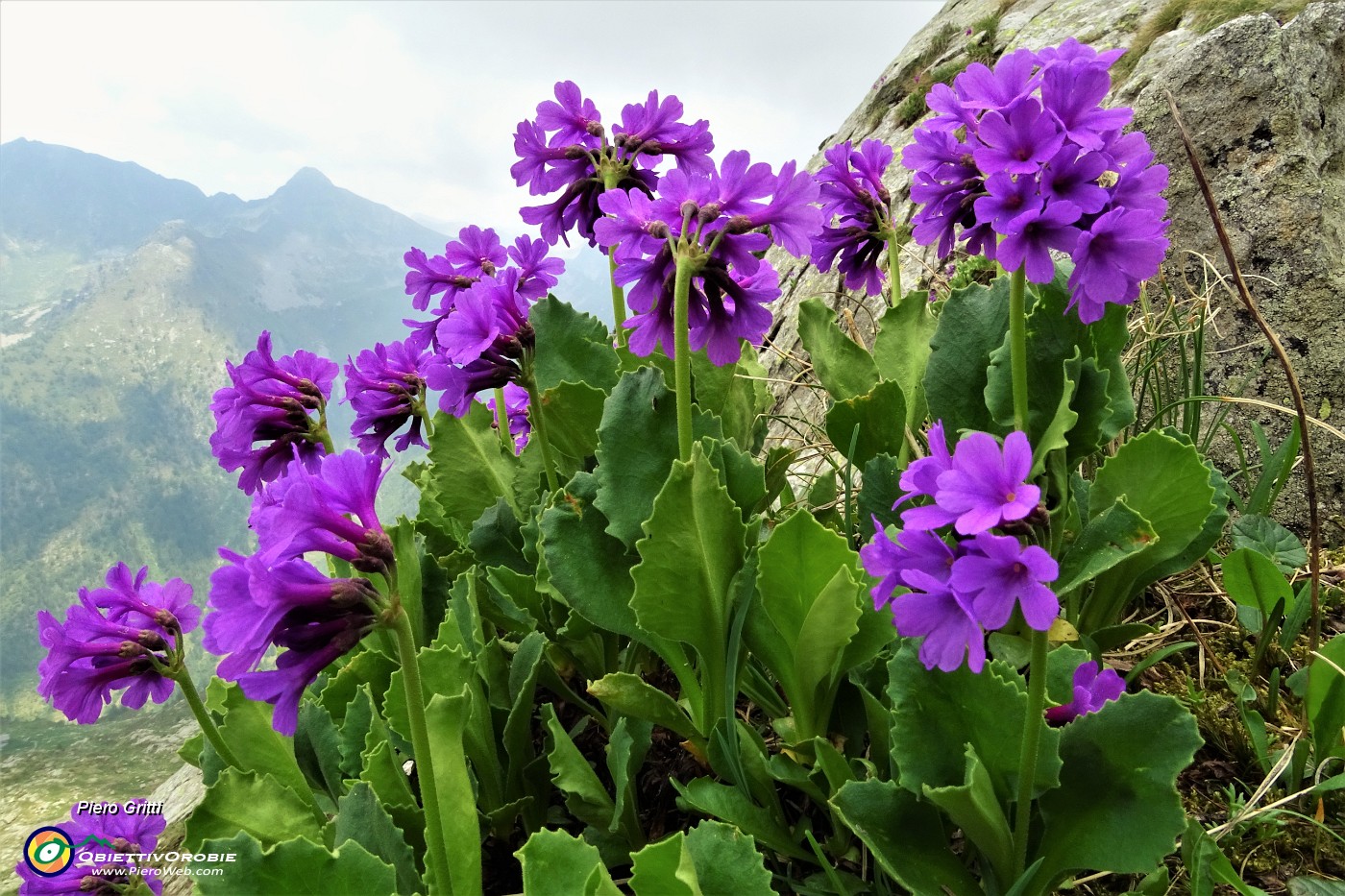 62 Primula vischiosa (Primula latifolia ).JPG